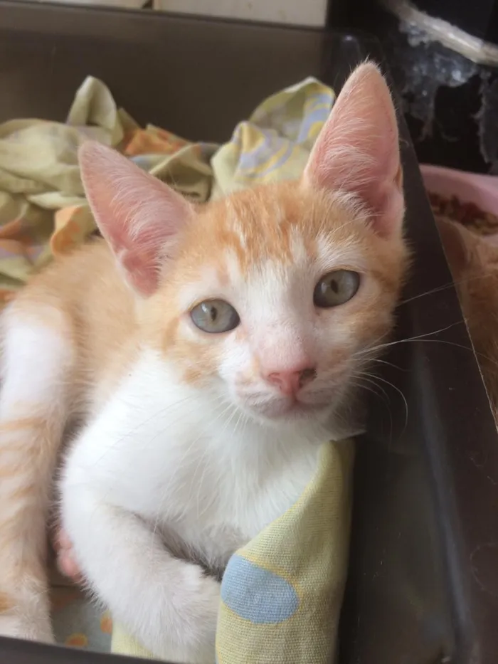 Gato ra a Siamês e outros idade 2 a 6 meses nome Nao tem 