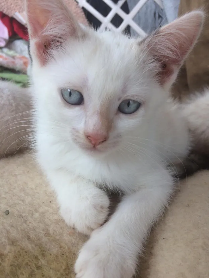 Gato ra a Siamês e outros idade 2 a 6 meses nome Nao tem 