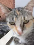 Nao tem 