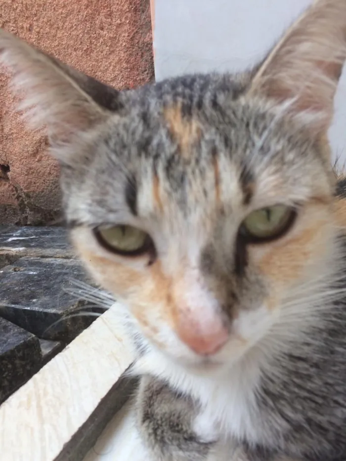 Gato ra a Siamês e outros idade 2 a 6 meses nome Nao tem 