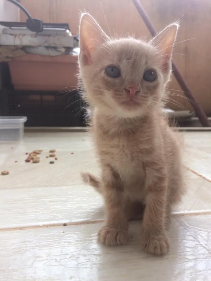 Gato ra a Siamês e outros idade 2 a 6 meses nome Nao tem 