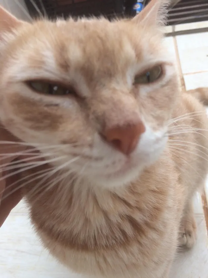 Gato ra a Siamês e outros idade 2 a 6 meses nome Nao tem 