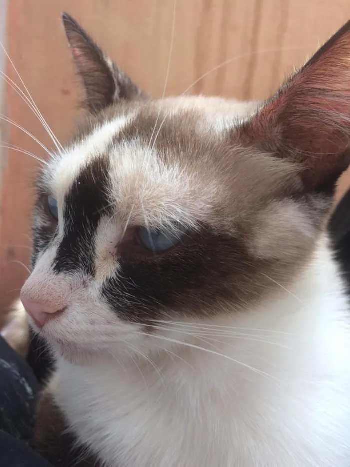 Gato ra a Siamês e outros idade 2 a 6 meses nome Nao tem 