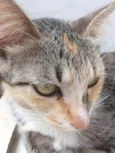 Nao tem 