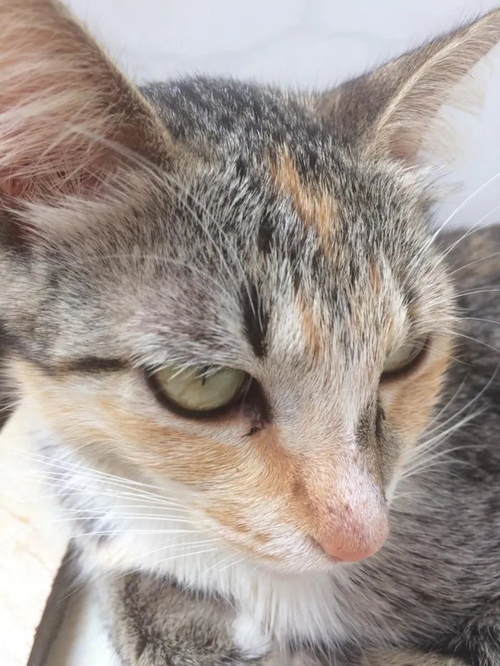 Gato ra a Siamês e outros idade 2 a 6 meses nome Nao tem 