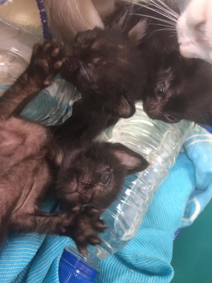 Gato ra a Siamês e outros idade 2 a 6 meses nome Nao tem 