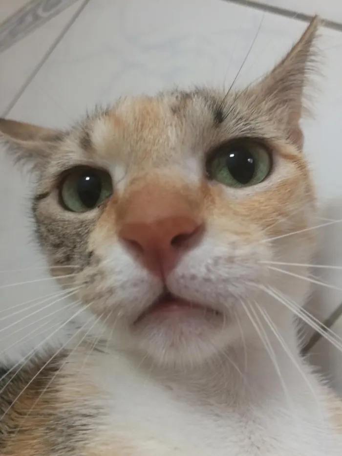 Gato ra a Siamês e outros idade 2 a 6 meses nome Nao tem 