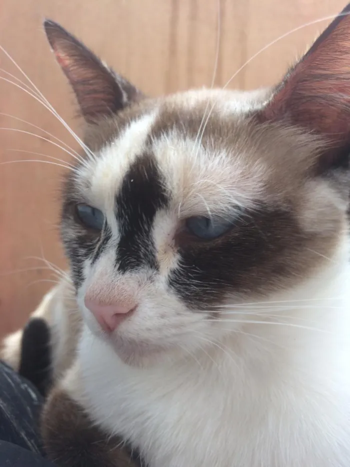 Gato ra a Siamês e outros idade 2 a 6 meses nome Nao tem 