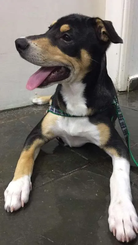 Cachorro ra a SRD idade 7 a 11 meses nome Sansão