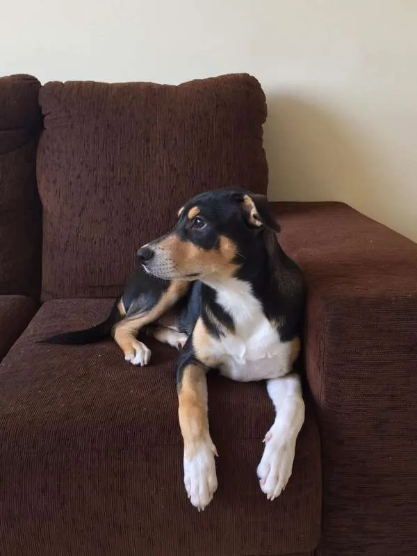 Cachorro ra a SRD idade 7 a 11 meses nome Sansão