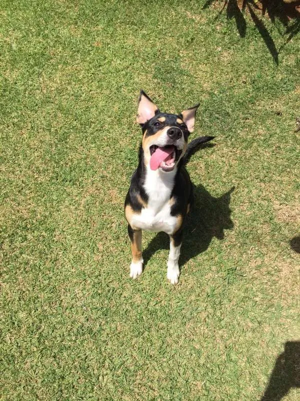 Cachorro ra a SRD idade 7 a 11 meses nome Sansão