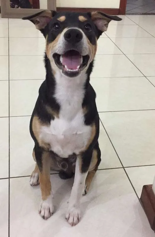 Cachorro ra a SRD idade 7 a 11 meses nome Sansão