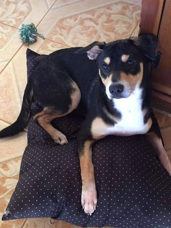 Cachorro ra a SRD idade 7 a 11 meses nome Sansão