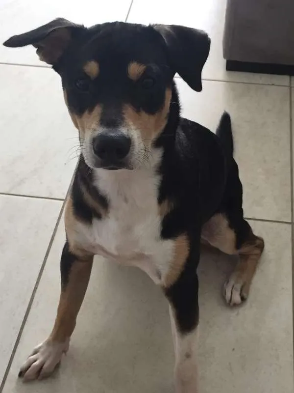 Cachorro ra a SRD idade 7 a 11 meses nome Sansão