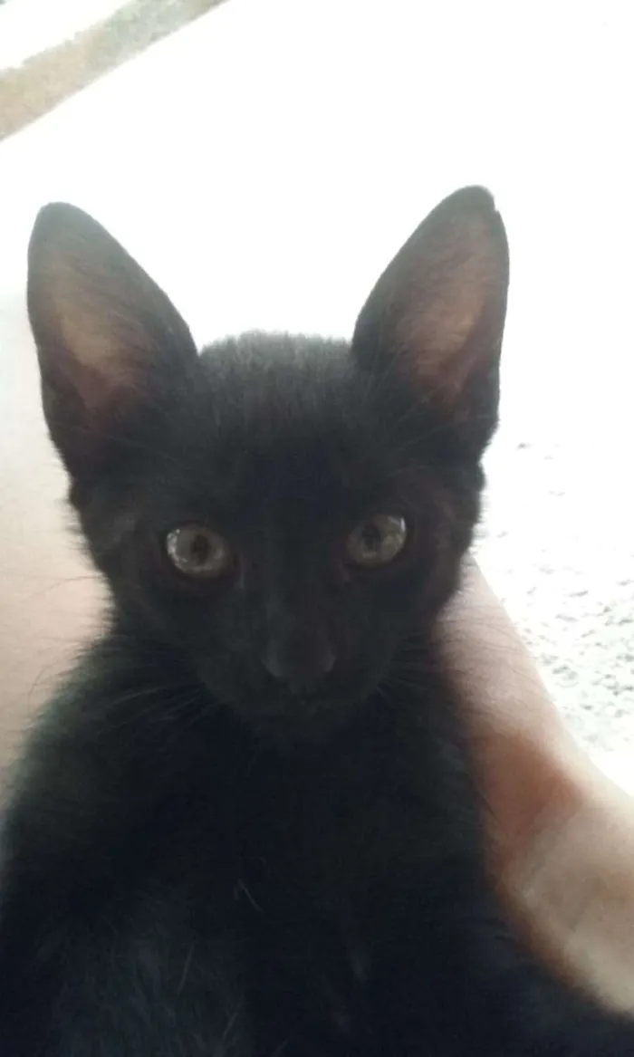 Gato raça Vira lata idade 2 a 6 meses nome Shadow