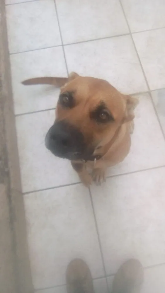 Cachorro ra a Pit bull / pastor alemao idade 1 ano nome Goa