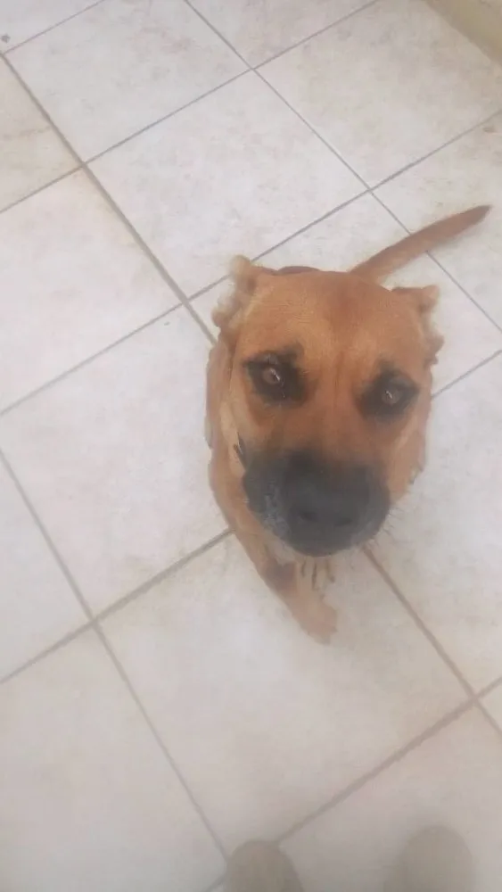Cachorro ra a Pit bull / pastor alemao idade 1 ano nome Goa