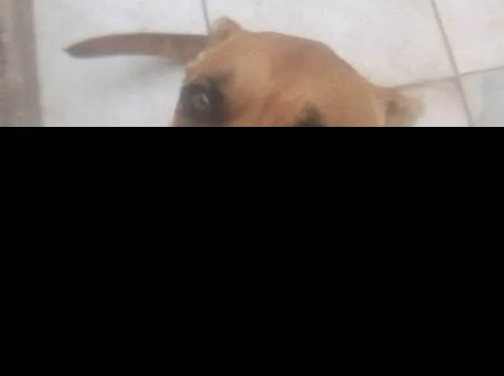 Cachorro ra a Pit bull / pastor alemao idade 1 ano nome Goa