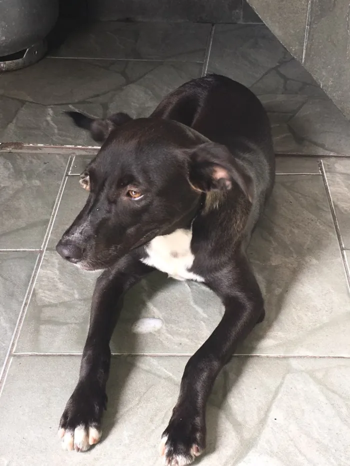Cachorro ra a Não sei  idade  nome Não tem 