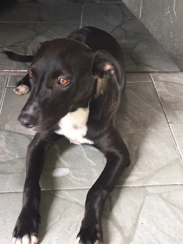 Cachorro ra a Não sei  idade  nome Não tem 