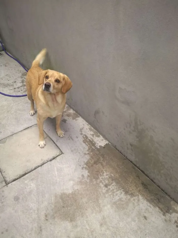 Cachorro ra a Lavrador idade 5 anos nome Bob
