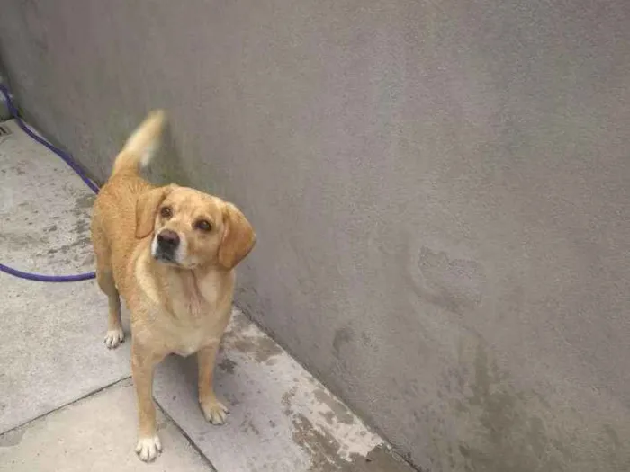 Cachorro ra a Lavrador idade 5 anos nome Bob