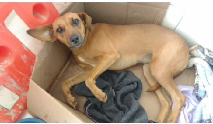 Cachorro ra a SRD idade 7 a 11 meses nome Penélope 