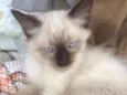 Nao tem 