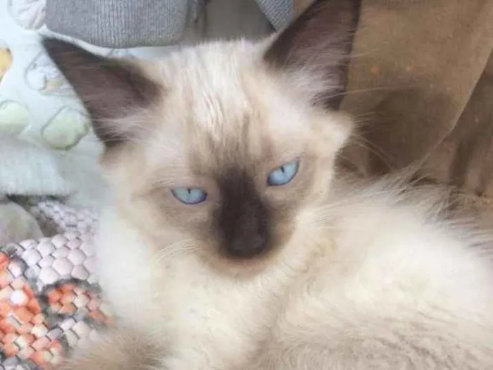 Gato ra a Siamês e outros idade 2 a 6 meses nome Nao tem 