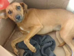 Cachorro raça SRD idade 7 a 11 meses nome Penélope 
