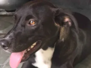 Cachorro raça Não sei  idade  nome Não tem 