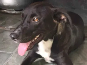 Cachorro raça Não sei  idade  nome Não tem 