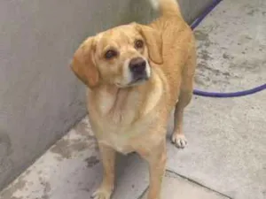 Cachorro raça Lavrador idade 5 anos nome Bob