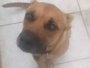 Cachorro raça Pit bull / pastor alemao idade 1 ano nome Goa