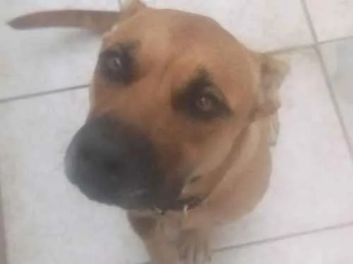 Cachorro ra a Pit bull / pastor alemao idade 1 ano nome Goa