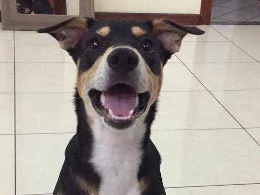 Cachorro ra a SRD idade 7 a 11 meses nome Sansão