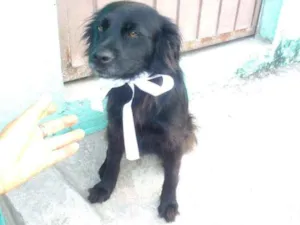 Cachorro raça  idade 2 anos nome Pérola 