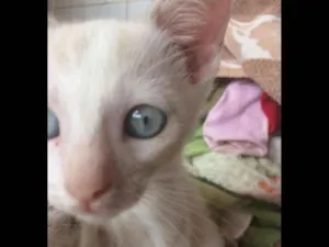 Gato raça Siamês e outros idade 2 a 6 meses nome Nao tem 