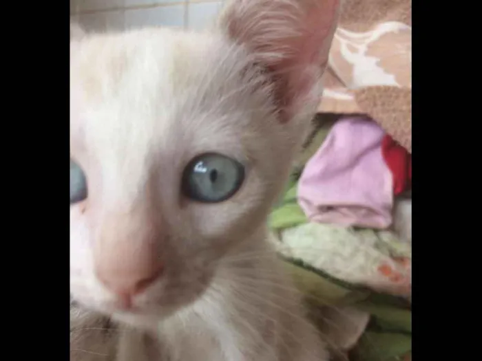 Gato ra a Siamês e outros idade 2 a 6 meses nome Nao tem 