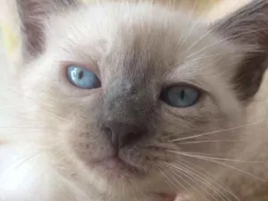 Gato raça Siamês e outros idade 2 a 6 meses nome Nao tem 