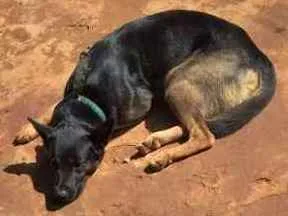 Cachorro raça Pastor alemao idade 1 ano nome Fred