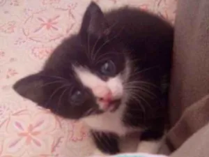 Gato raça  idade 2 a 6 meses nome Não tem