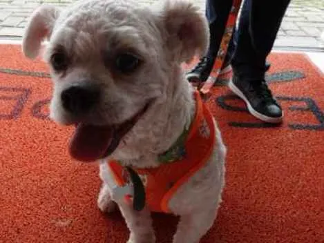 Cachorro ra a SRD idade 2 anos nome Floquinho