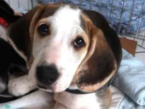 Cachorro raça SRD idade 2 a 6 meses nome Groot