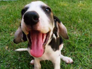 Cachorro raça SRD idade 2 a 6 meses nome Yondu