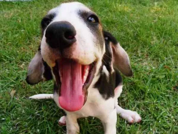 Cachorro ra a SRD idade 2 a 6 meses nome Yondu