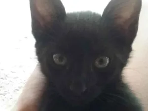 Gato raça Vira lata idade 2 a 6 meses nome Shadow