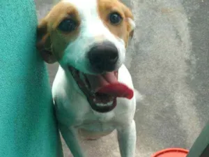 Cachorro raça Vira-lata idade 1 ano nome Aurora