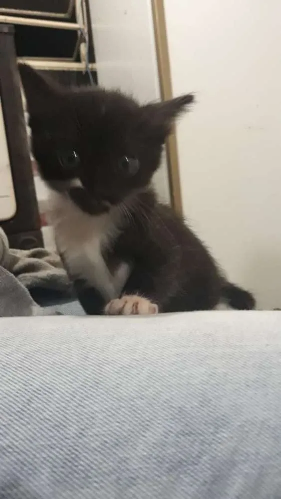 Gato ra a Sem raça definida  idade 2 a 6 meses nome Amora