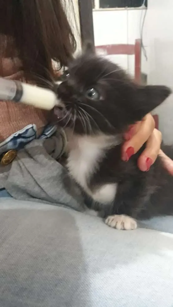 Gato ra a Sem raça definida  idade 2 a 6 meses nome Amora